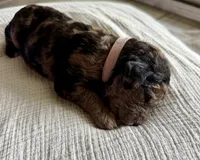 Toffee -Dark Merle , a female Labradoodle for sale in Brownsville, TX – 1 of 3
