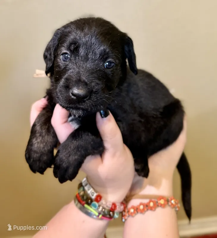 Nugget – Cane Corso, Poodle - Standard  puppy for sale in Brownsville, TX