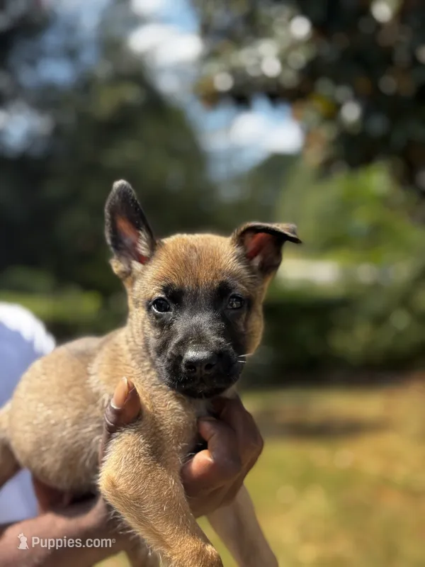 Jack  – Dutch Shepherd puppy for sale in Leeds, AL