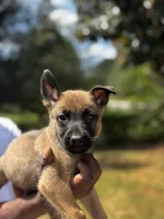 Jack , a male Dutch Shepherd for sale in Leeds, AL – 1 of 3
