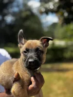 Jack , a male Dutch Shepherd for sale in Leeds, AL – 2 of 3