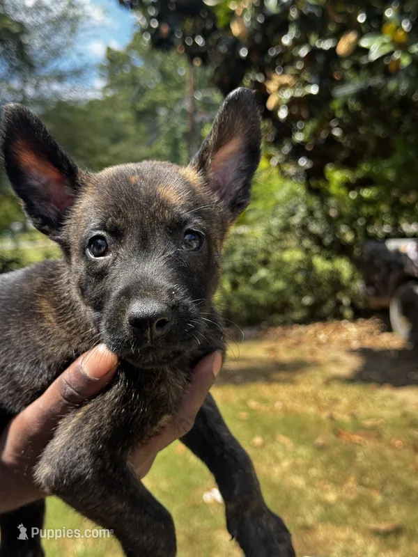 Dawson  – Dutch Shepherd puppy for sale in Leeds, AL