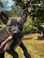 Dawson , a male Dutch Shepherd for sale in Leeds, AL – 1 of 1