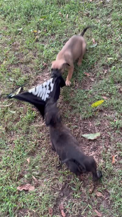 Jack , a male Dutch Shepherd for sale in Leeds, AL – 3 of 3