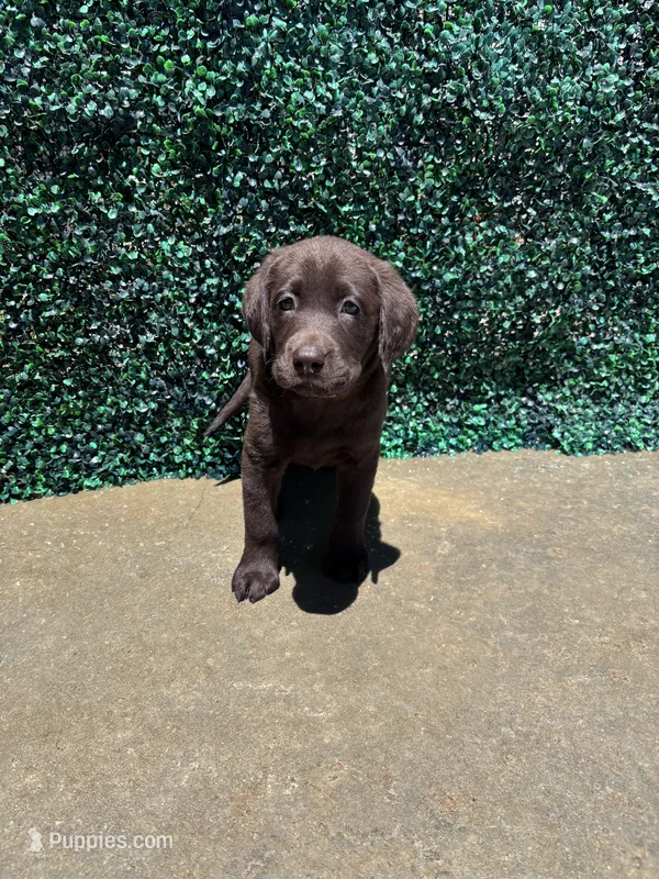 Black Collar – Labrador Retriever puppy for sale in Moreno Valley, CA