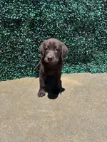 Black Collar, a male Labrador Retriever for sale in Moreno Valley, CA – 1 of 4