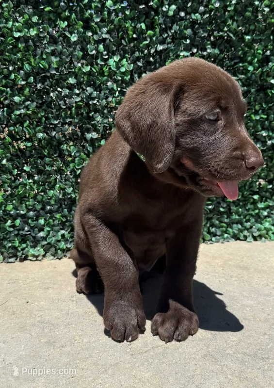 Green Collar – Labrador Retriever puppy for sale in Moreno Valley, CA