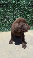 Green Collar, a male Labrador Retriever for sale in Moreno Valley, CA – 3 of 3