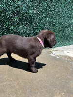 Pink Collar, a female Labrador Retriever for sale in Moreno Valley, CA – 1 of 4