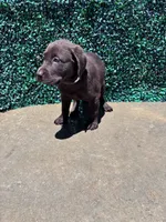 Pink Collar, a female Labrador Retriever for sale in Moreno Valley, CA – 4 of 4