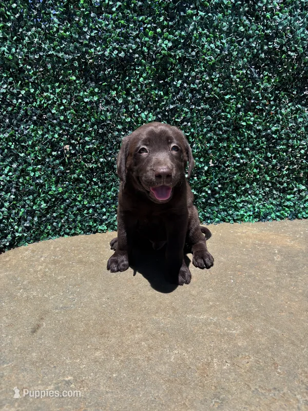 Blue Collar – Labrador Retriever puppy for sale in Moreno Valley, CA
