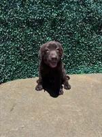 Blue Collar, a male Labrador Retriever for sale in Moreno Valley, CA – 1 of 4