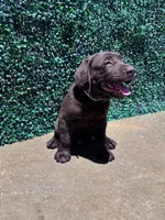 Blue Collar, a male Labrador Retriever for sale in Moreno Valley, CA – 2 of 4