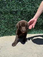 Green Collar, a male Labrador Retriever for sale in Moreno Valley, CA – 2 of 3