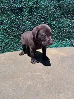 Black Collar, a male Labrador Retriever for sale in Moreno Valley, CA – 2 of 4