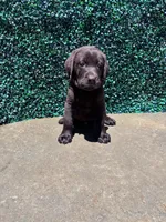 Black Collar, a male Labrador Retriever for sale in Moreno Valley, CA – 4 of 4