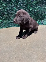 Pink Collar, a female Labrador Retriever for sale in Moreno Valley, CA – 3 of 4