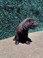 Blue Collar, a male Labrador Retriever for sale in Moreno Valley, CA – 3 of 4