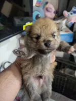 Male pomeranian, a male Pomeranian for sale in Phoenix, AZ – 3 of 4