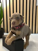 processed/0135e384-7a9e-4fb2-a4b1-1be27803e4ab/listing/18624c4d-1af2-40e4-bc81-0e7ca7c6f535/fea4fbb0-f5d1-4107-bbf6-3228b56b2db2