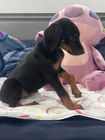 Female dobby, a female Doberman Pinscher for sale in Phoenix, AZ – 4 of 5
