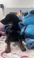 Dobeman male, a male Doberman Pinscher for sale in Phoenix, AZ – 4 of 5