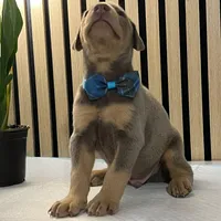 Blue, a male Doberman Pinscher for sale in Phoenix, AZ – Photo 5 of 6