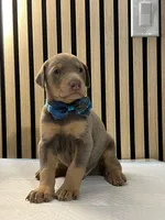 processed/0135e384-7a9e-4fb2-a4b1-1be27803e4ab/listing/288fcb00-1ee9-44f0-8301-3364a6e63236/9f1b0e49-32c6-44d6-8e3b-b8c90b908b39