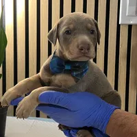 Blue, a male Doberman Pinscher for sale in Phoenix, AZ – Photo 6 of 6