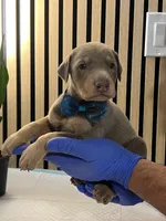 processed/0135e384-7a9e-4fb2-a4b1-1be27803e4ab/listing/288fcb00-1ee9-44f0-8301-3364a6e63236/aa8900da-6c08-436e-82de-ec280861b3d5