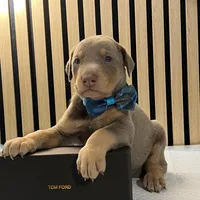 Blue, a male Doberman Pinscher for sale in Phoenix, AZ – Photo 3 of 6