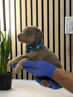 processed/0135e384-7a9e-4fb2-a4b1-1be27803e4ab/listing/288fcb00-1ee9-44f0-8301-3364a6e63236/d9eace0b-1b68-4710-9794-83453b4ead4c