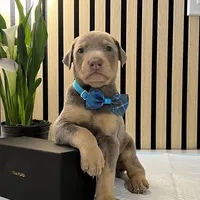 Blue, a male Doberman Pinscher for sale in Phoenix, AZ – Photo 2 of 6