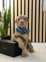 processed/0135e384-7a9e-4fb2-a4b1-1be27803e4ab/listing/288fcb00-1ee9-44f0-8301-3364a6e63236/f9bfc8b1-f3a9-49bb-9a93-232f14070a08