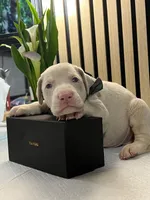 processed/0135e384-7a9e-4fb2-a4b1-1be27803e4ab/listing/2fef7ccc-50c0-449c-8dfd-46267afdd7c5/8c79f5ca-a2d6-4ef1-911a-48c0bbe3f762