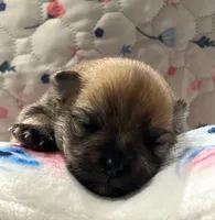 Male pomeranian, a male Pomeranian for sale in Phoenix, AZ – 4 of 5