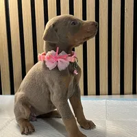 Pink, a female Doberman Pinscher for sale in Phoenix, AZ – Photo 2 of 5