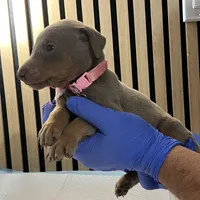 Pink, a female Doberman Pinscher for sale in Phoenix, AZ – Photo 5 of 5