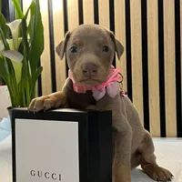 Pink, a female Doberman Pinscher for sale in Phoenix, AZ – Photo 1 of 5