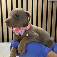 Pink, a female Doberman Pinscher for sale in Phoenix, AZ – Photo 4 of 5