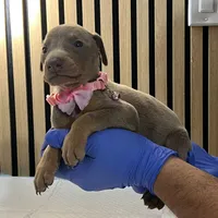 Pink, a female Doberman Pinscher for sale in Phoenix, AZ – Photo 3 of 5