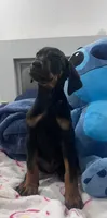 Dobeman male, a male Doberman Pinscher for sale in Phoenix, AZ – 5 of 5