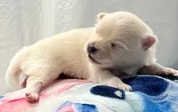 Female pomeranian 2, a female Pomeranian for sale in Phoenix, AZ – 6 of 10