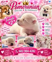 Female pomeranian 2, a female Pomeranian for sale in Phoenix, AZ – 1 of 10