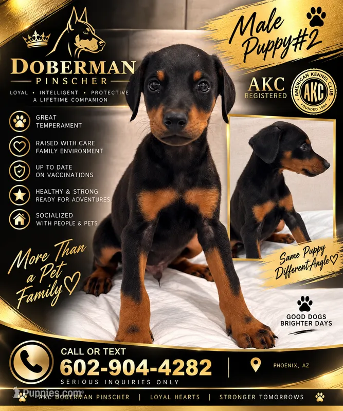 Male Dobbie #2 – Doberman Pinscher puppy for sale in Phoenix, AZ
