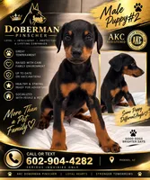Male Dobbie #2, a male Doberman Pinscher for sale in Phoenix, AZ – 1 of 1