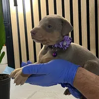 Violet, a female Doberman Pinscher for sale in Phoenix, AZ – Photo 5 of 6