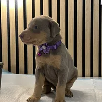 Violet, a female Doberman Pinscher for sale in Phoenix, AZ – Photo 6 of 6