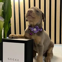 Violet, a female Doberman Pinscher for sale in Phoenix, AZ – Photo 3 of 6