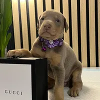 Violet, a female Doberman Pinscher for sale in Phoenix, AZ – Photo 2 of 6